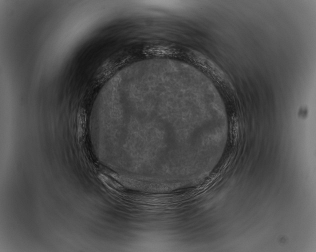 X0000098080760200804251513