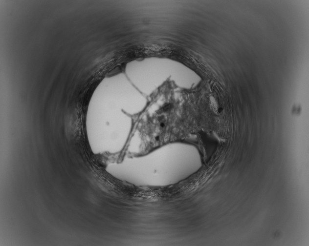 X0000098080914200804251509