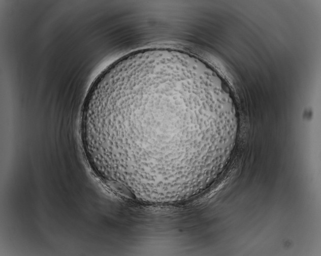 X0000098080952200804251510