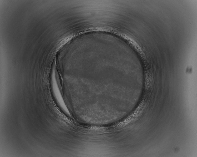 X0000098080977200804251509