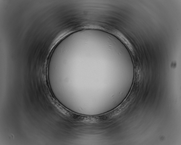 X0000098081002200804251509