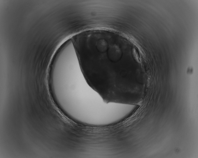 X0000098081024200804251508