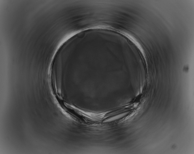 X0000098081053200804251509