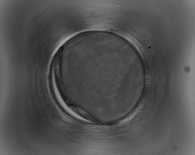 X0000098081077200804251508