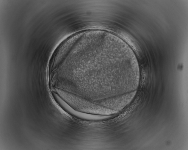 X0000098081084200804251508