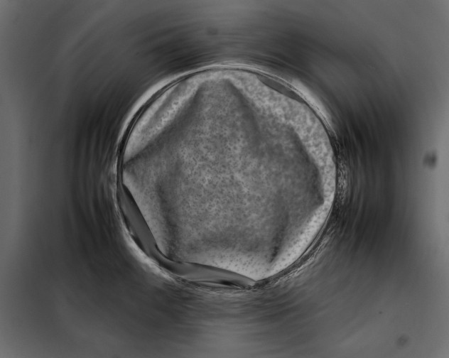 X0000098081100200804251507