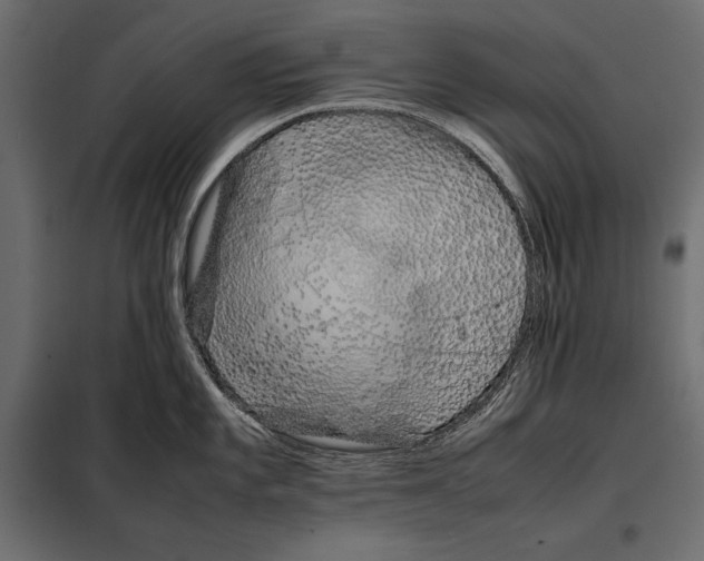 X0000098081101200804251507