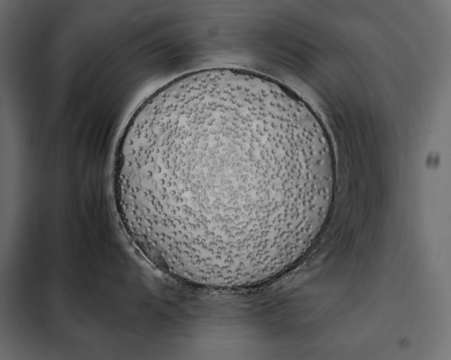 X0000098081104200804251507