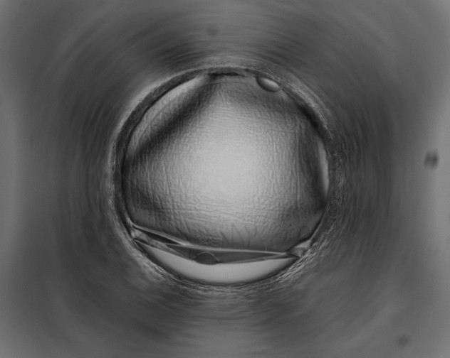 X0000098081124200804251507