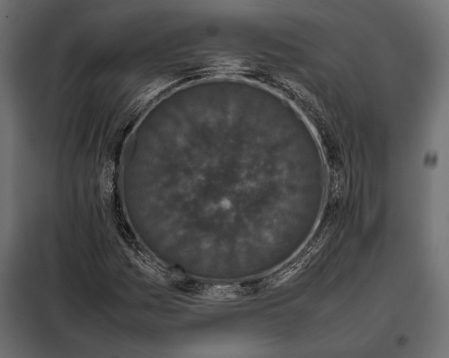 X0000098081161200804251507