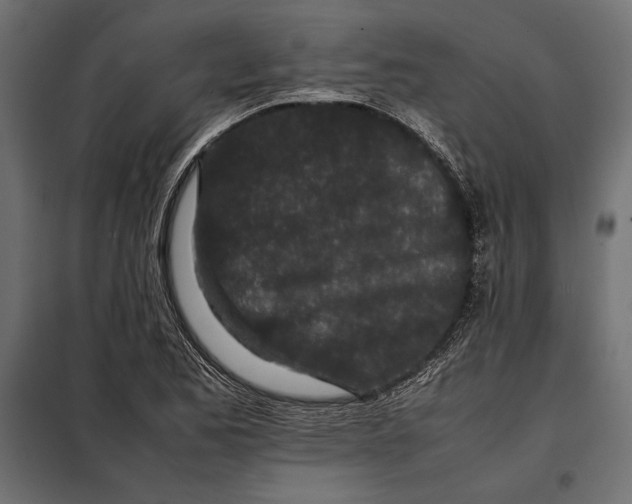 X0000098081173200804251506