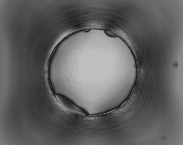 X0000098081243200804251506