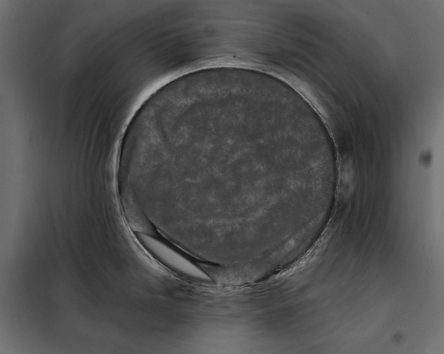 X0000098081246200804251506