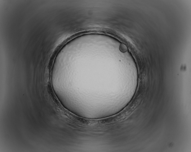 X0000098081267200804251505