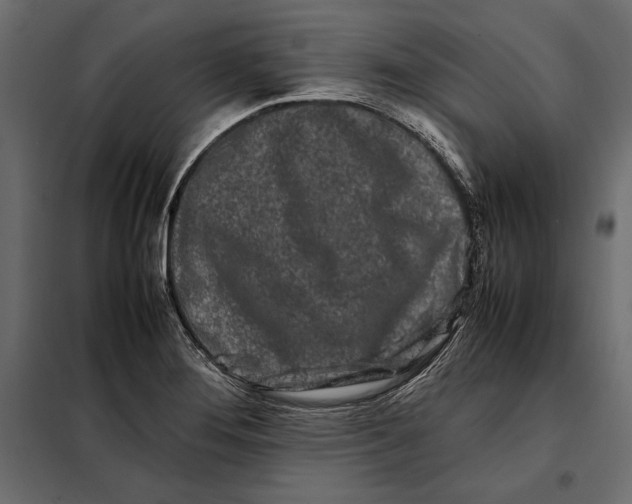 X0000098081276200804251505