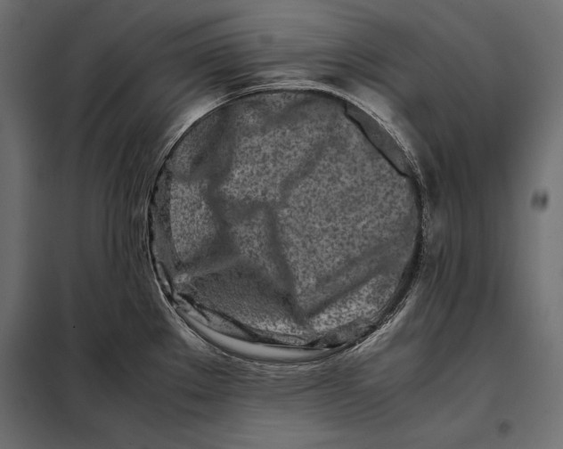 X0000098081289200804251505