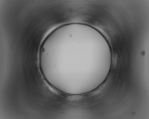 X0000098081294200804251504