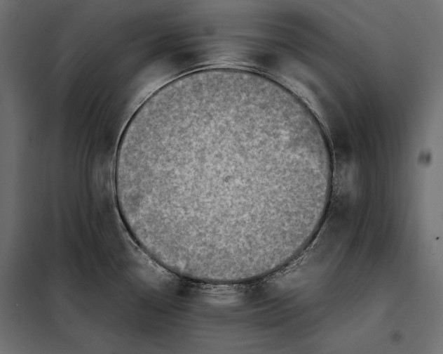 X0000098081338200804251504