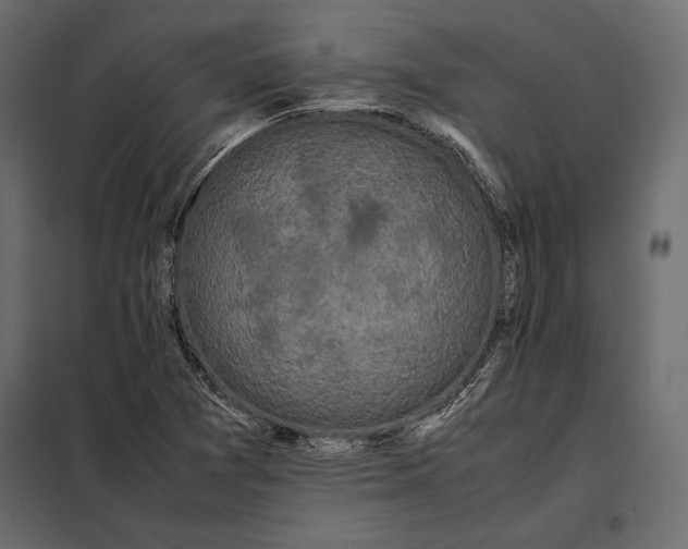 X0000098081361200804251504