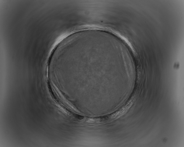 X0000098081365200804251503