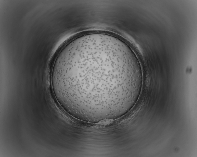 X0000098081368200804251503