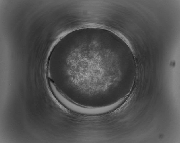 X0000098081381200804251503