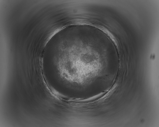 X0000098081385200804251503