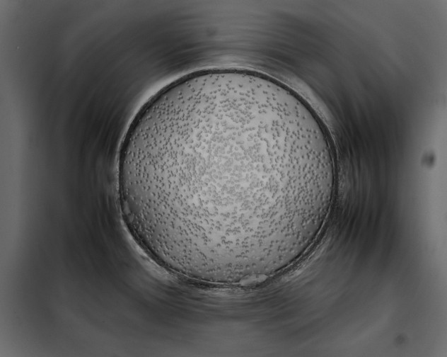 X0000098081388200804251503