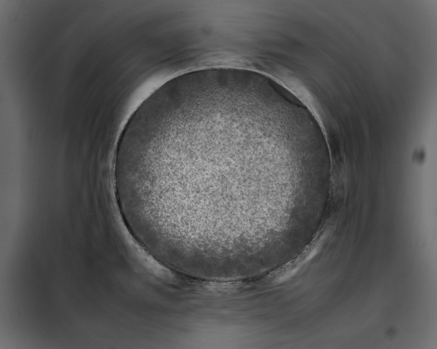 X0000098081389200804251503