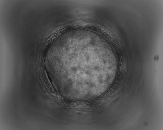 X0000098081397200804251502