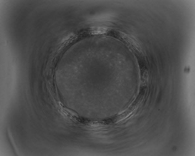 X0000098081441200804251502