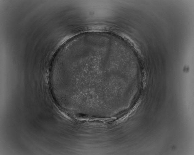 X0000098081449200804251502