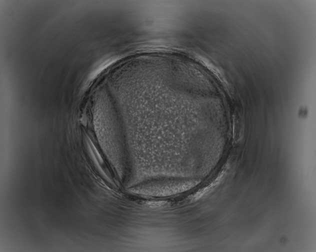 X0000098081453200804251502