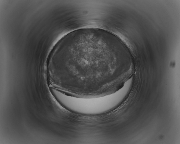 X0000098081468200804251502