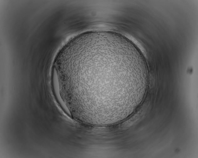 X0000098081477200804251502