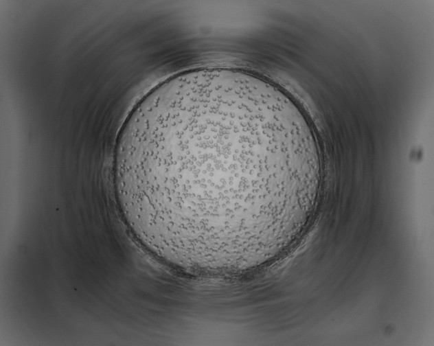 X0000098081481200804251502