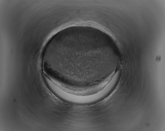 X0000098081506200804251501