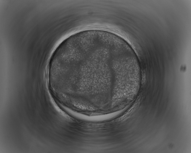 X0000098081515200804251501