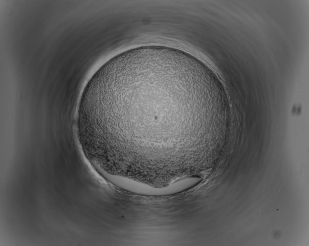 X0000098081536200804251502