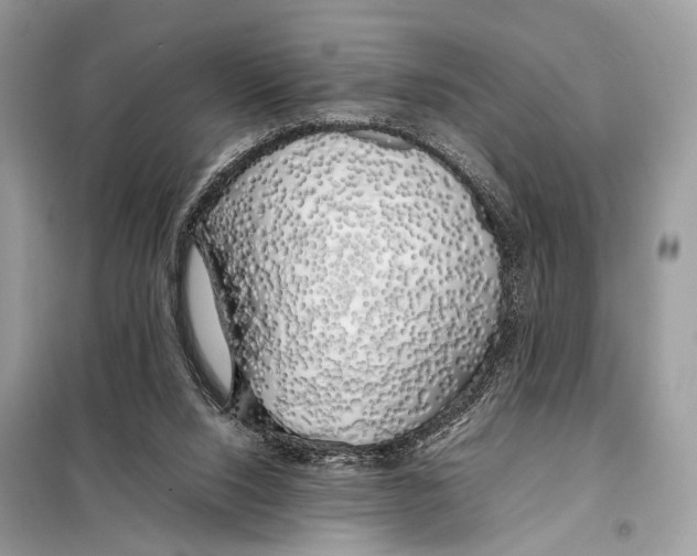 X0000098080064200805021032