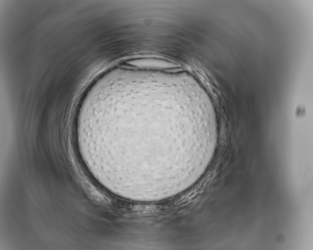 X0000098080145200805021029