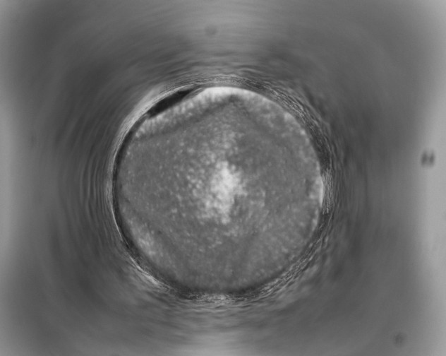 X0000098080195200805021029