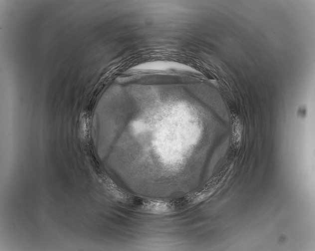 X0000098080276200805021029