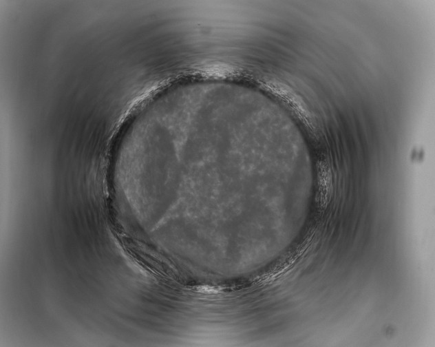 X0000098080496200805021025