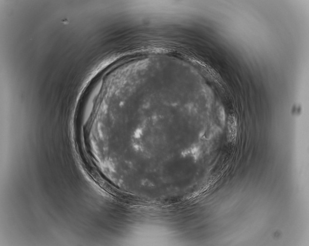 X0000098080726200805021021