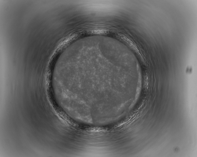 X0000098080736200805021021