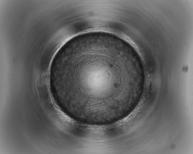 X0000098080836200805021019