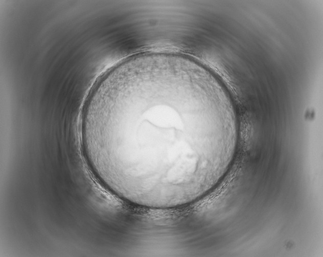 X0000098080840200805021019