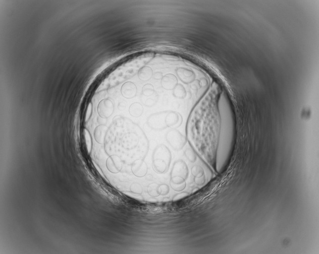 X0000098081032200805021017
