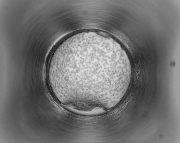 X0000098081076200805021016